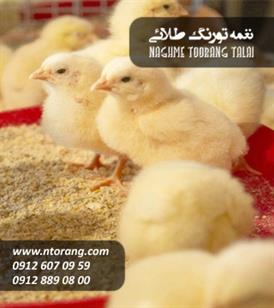 فروش جوجه گوشتی پلاس نوید